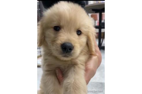 成約済の福岡県のゴールデンドゥードル:ゴールデンレトリーバー×プードル-217864の5枚目