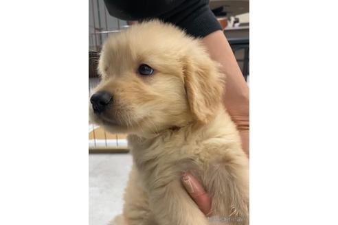 成約済の福岡県のゴールデンドゥードル:ゴールデンレトリーバー×プードル-217864の4枚目