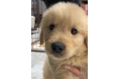 成約済の福岡県のゴールデンドゥードル:ゴールデンレトリーバー×プードル-217864の2枚目