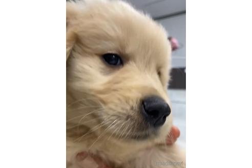 成約済の福岡県のゴールデンドゥードル:ゴールデンレトリーバー×プードル-217864の3枚目