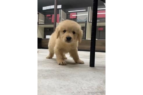 成約済の福岡県のゴールデンドゥードル:ゴールデンレトリーバー×プードル-217864の1枚目