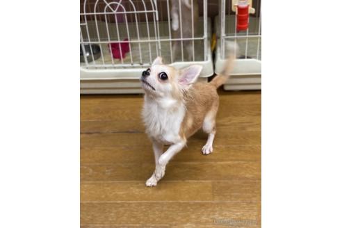 成約済の神奈川県のチワワ(ロングコート)-179997の8枚目