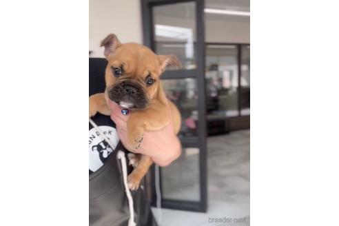 成約済の福岡県のミックス犬-217898の2枚目