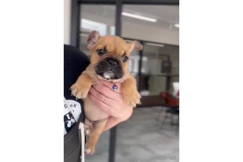 成約済の福岡県のミックス犬-217898の3枚目