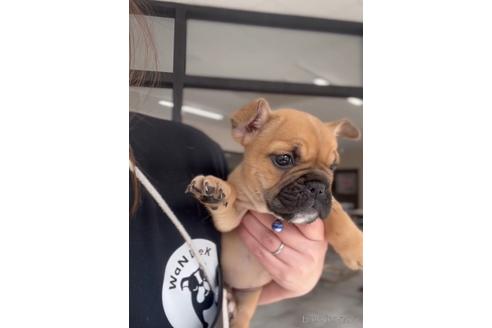 成約済の福岡県のミックス犬-217898の4枚目