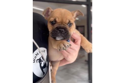 成約済の福岡県のミックス犬-217898の5枚目