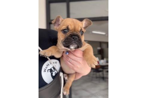 成約済の福岡県のミックス犬-217898