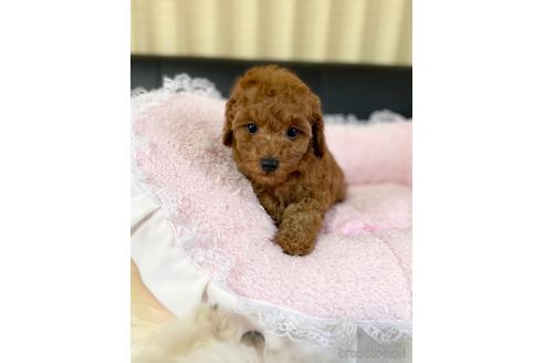 成約済の茨城県のタイニープードル-217256の2枚目