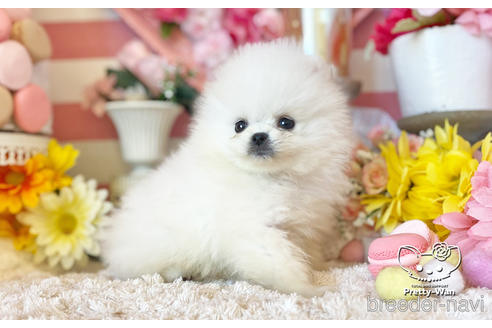 成約済の愛知県のポメラニアン-221727の3枚目