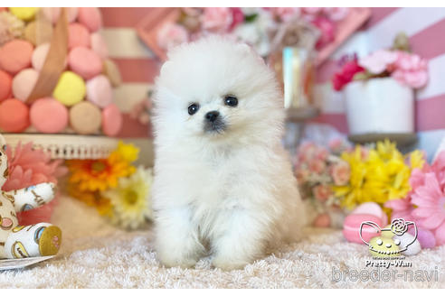 成約済の愛知県のポメラニアン-221727の4枚目