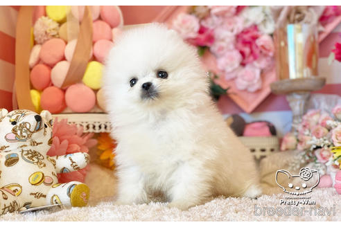 成約済の愛知県のポメラニアン-221727の5枚目