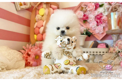 成約済の愛知県のポメラニアン-221727