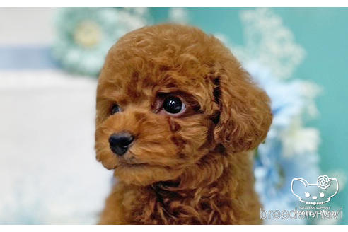 成約済の愛知県のトイプードル-221753の4枚目