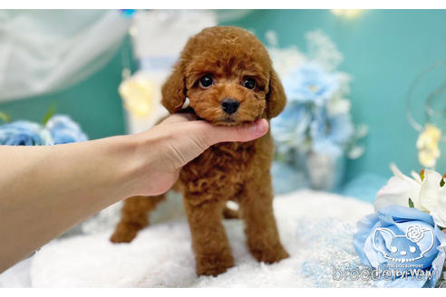 成約済の愛知県のトイプードル-221753の2枚目