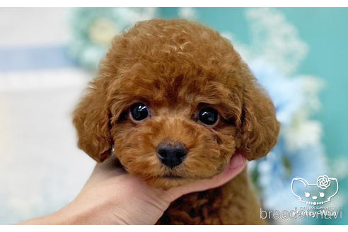 成約済の愛知県のトイプードル-221753の1枚目