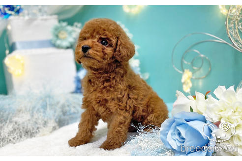 成約済の愛知県のトイプードル-221753の3枚目