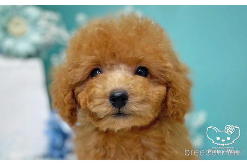 成約済の愛知県のトイプードル-221758の1枚目