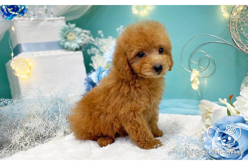 成約済の愛知県のトイプードル-221758の3枚目