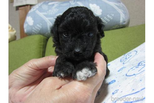 成約済の福岡県のミックス犬-220069の30枚目