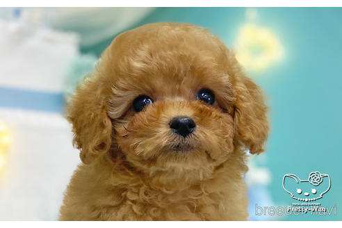 成約済の愛知県のタイニープードル-221777