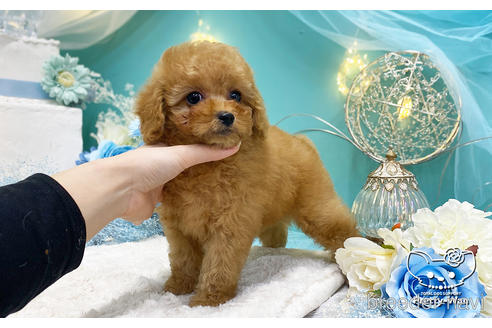 成約済の愛知県のタイニープードル-221777の4枚目