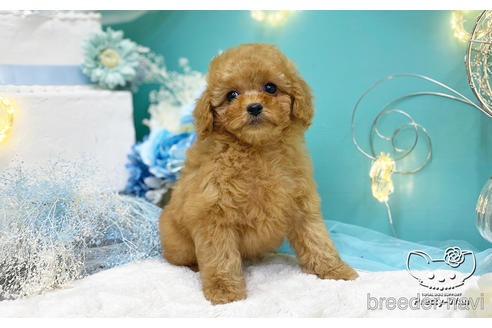 成約済の愛知県のタイニープードル-221777の5枚目