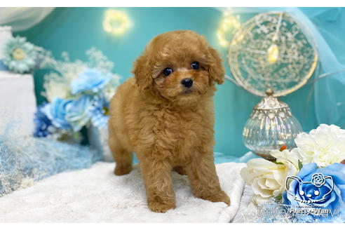 成約済の愛知県のタイニープードル-221777の6枚目