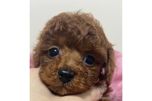 成約済の岡山県のタイニープードル-221415の4枚目
