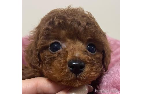 成約済の岡山県のタイニープードル-221415の6枚目