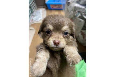 成約済の静岡県のチワックス:チワワ×ミニチュアダックスフンド-221352の3枚目