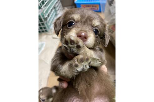 成約済の静岡県のチワックス:チワワ×ミニチュアダックスフンド-221352の2枚目