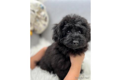 子犬