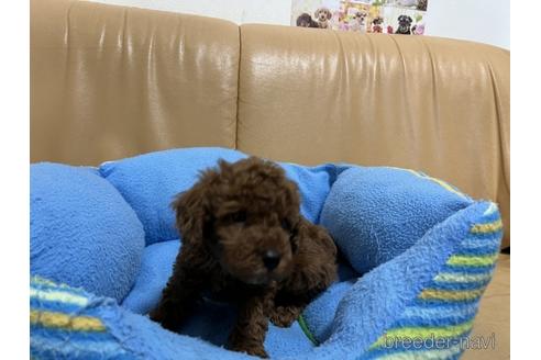 成約済の栃木県のトイプードル-221825の3枚目