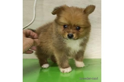 成約済の岐阜県のミックス犬-221829の2枚目