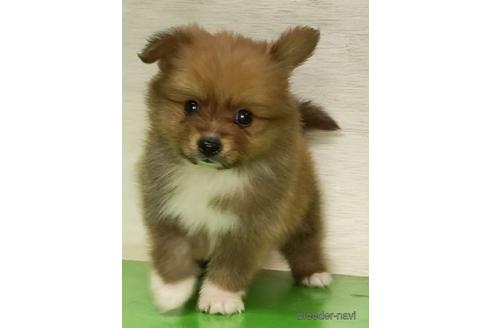 成約済の岐阜県のミックス犬-221829