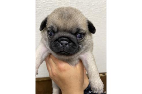 成約済の千葉県のパグ-221910の1枚目