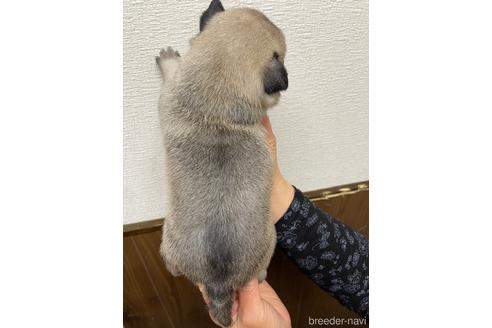 成約済の千葉県のパグ-221910の3枚目