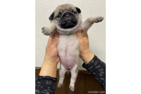 成約済の千葉県のパグ-221910の2枚目