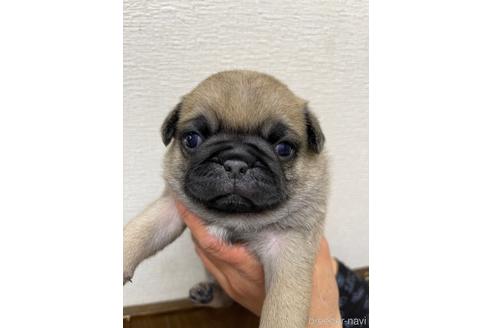 成約済の千葉県のパグ-221911の1枚目