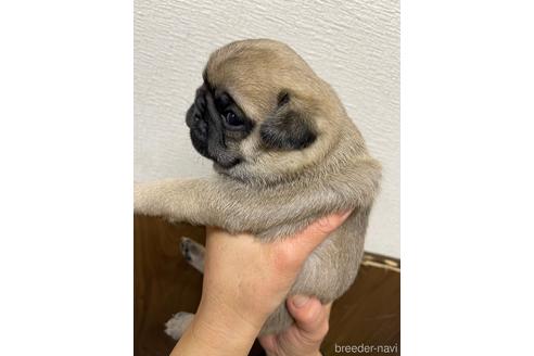 成約済の千葉県のパグ-221911の4枚目