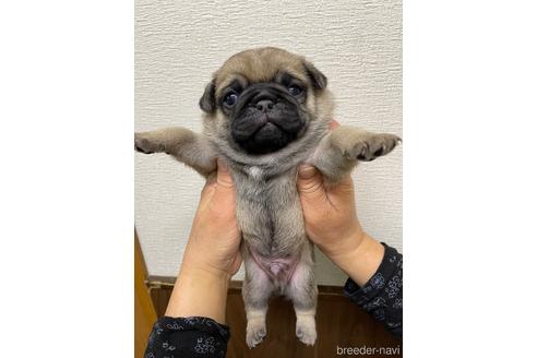 成約済の千葉県のパグ-221911の2枚目