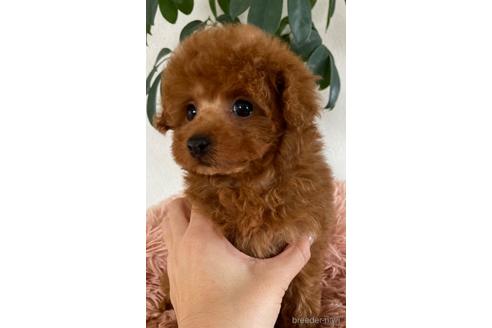 成約済の岡山県のティーカッププードル-218489の15枚目