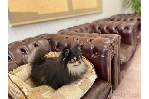 成約済の香川県のポメラニアン-221943の5枚目