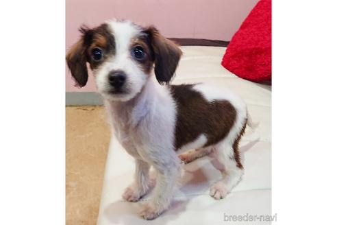 成約済の静岡県のミックス犬-221986の1枚目