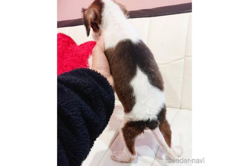 成約済の静岡県のミックス犬-221986の4枚目