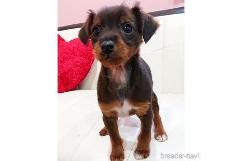 成約済の静岡県のミックス犬-221987の1枚目