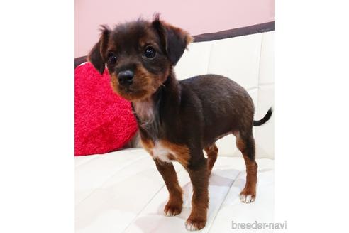 成約済の静岡県のミックス犬-221987の5枚目