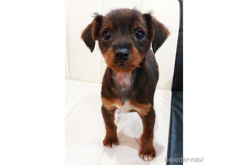 成約済の静岡県のミックス犬-221987の4枚目