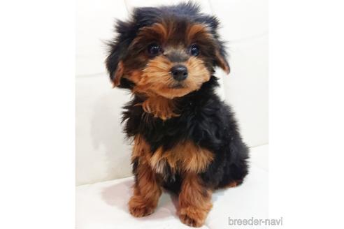 成約済の静岡県のミックス犬-221991の1枚目