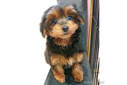 成約済の静岡県のミックス犬-221991の5枚目